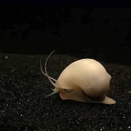 Ivory Mystery Snail - Nano Tanks Australia Aquarium Shop