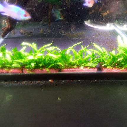 Java Fern Mini - Nano Tanks Australia Aquarium Shop
