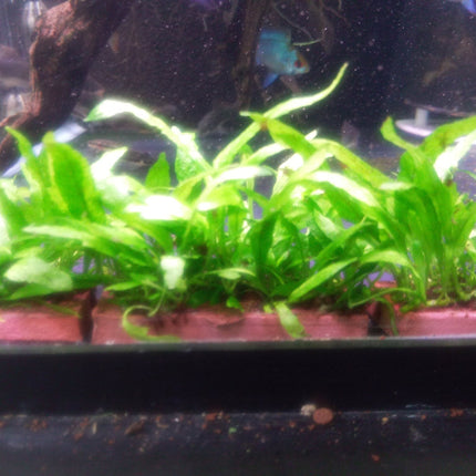 Java Fern Mini - Nano Tanks Australia Aquarium Shop
