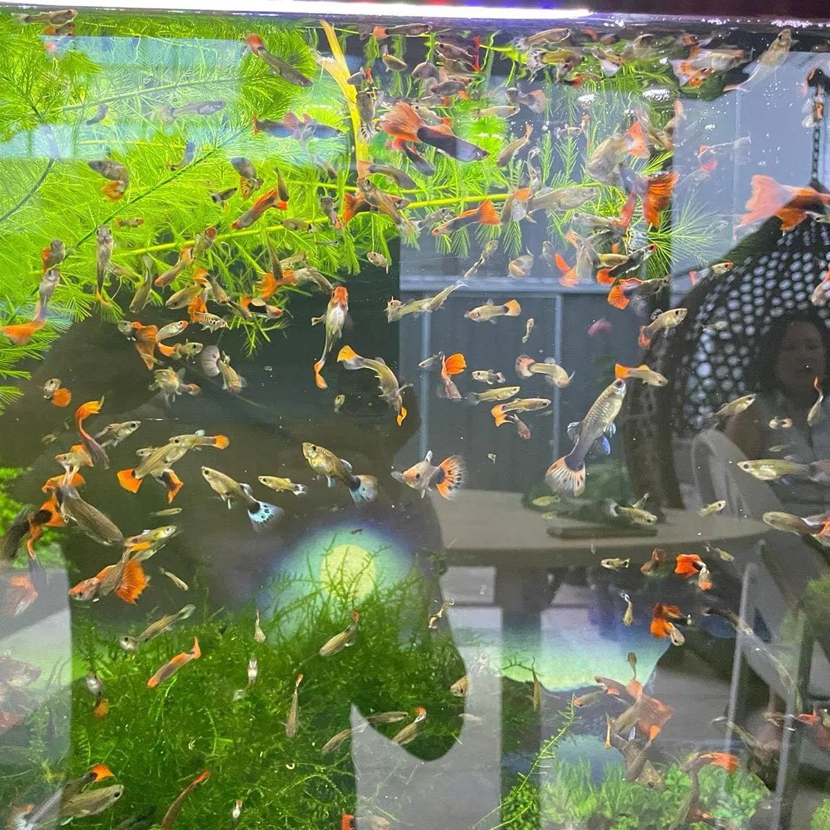 Koi Tuxedo Guppy (Male, females and pairs available) - Nano Tanks Australia Aquarium Shop