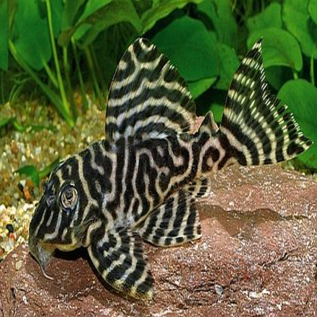 L066 11-12cm Breeder - Nano Tanks Australia Aquarium Shop