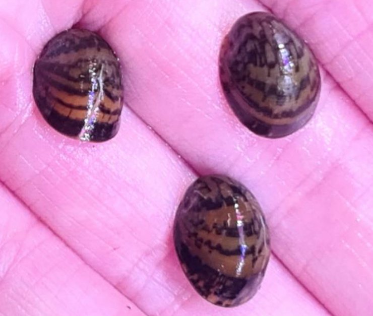 Nerite Snail 12cm Nano Tanks Australia Aquarium Shop