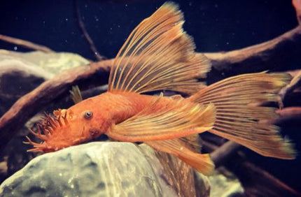 Orange Spot Bristlenose 5-6cm - Nano Tanks Australia Aquarium Shop