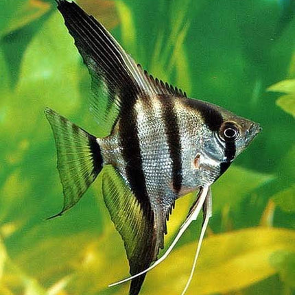 Panda Angel Fish - Nano Tanks Australia Aquarium Shop