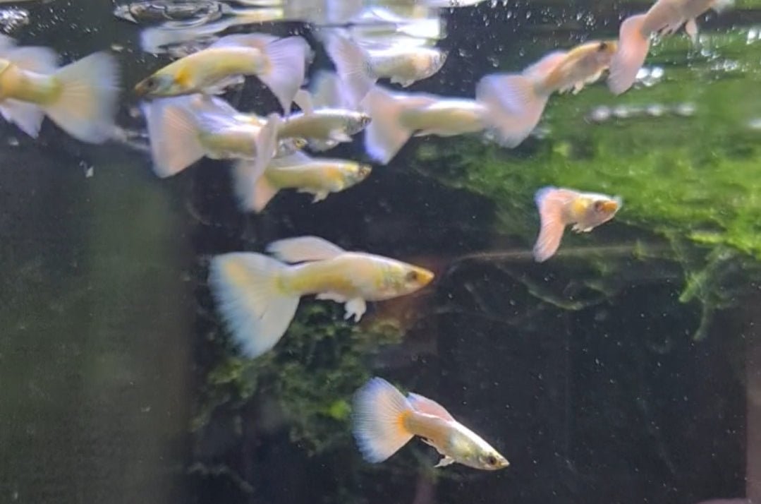 Platinum Dumbo Ear Guppy Male Nano Tanks Australia platinum-dumbo-ear-guppy-male-nano-tanks-australia