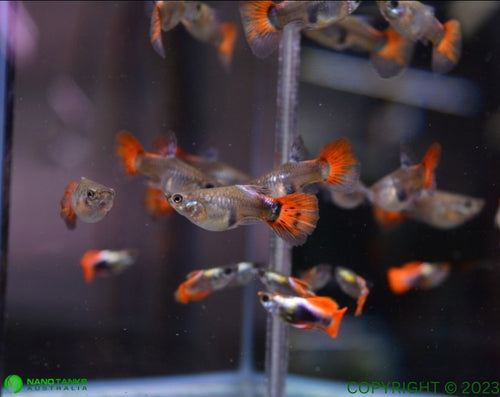 Platinum Red Tail Short Body Guppy Males and Females