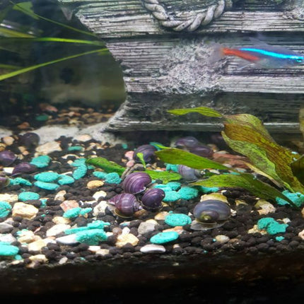 Purple Mystery Snails - Nano Tanks Australia Aquarium Shop