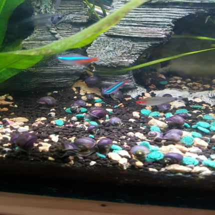 Purple Mystery Snails - Nano Tanks Australia Aquarium Shop