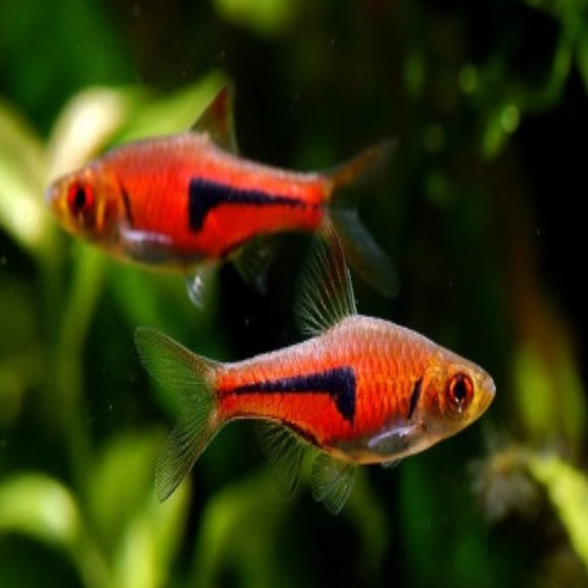 Rasbora Espei Nano Tanks Australia Aquarium Shop