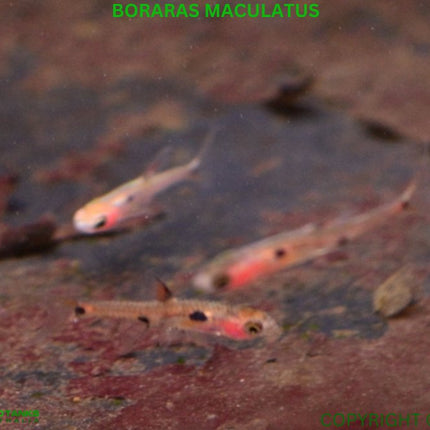 Rasboras Maculatus 2cm - Nano Tanks Australia Aquarium Shop