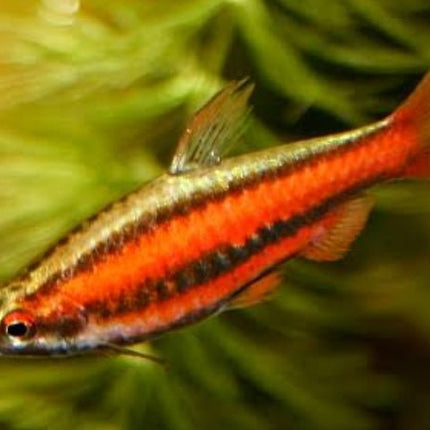 Red Dwarf Pencilfish (Nannostomus mortenthaleri) - Nano Tanks Australia Aquarium Shop
