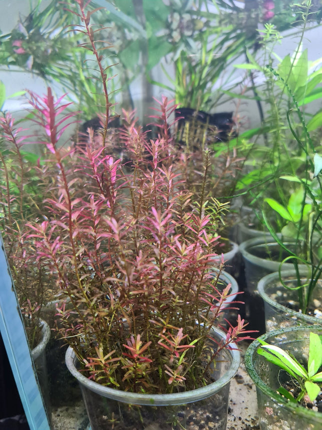 Rotala Blood Red 5 stems 10cm - Nano Tanks Australia Aquarium Shop