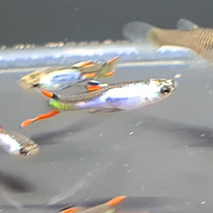 Silverrado Endler Guppy - Nano Tanks Australia Aquarium Shop