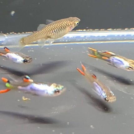 Silverrado Endler Guppy - Nano Tanks Australia Aquarium Shop