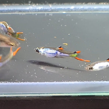 Silverrado Endler Guppy - Nano Tanks Australia Aquarium Shop
