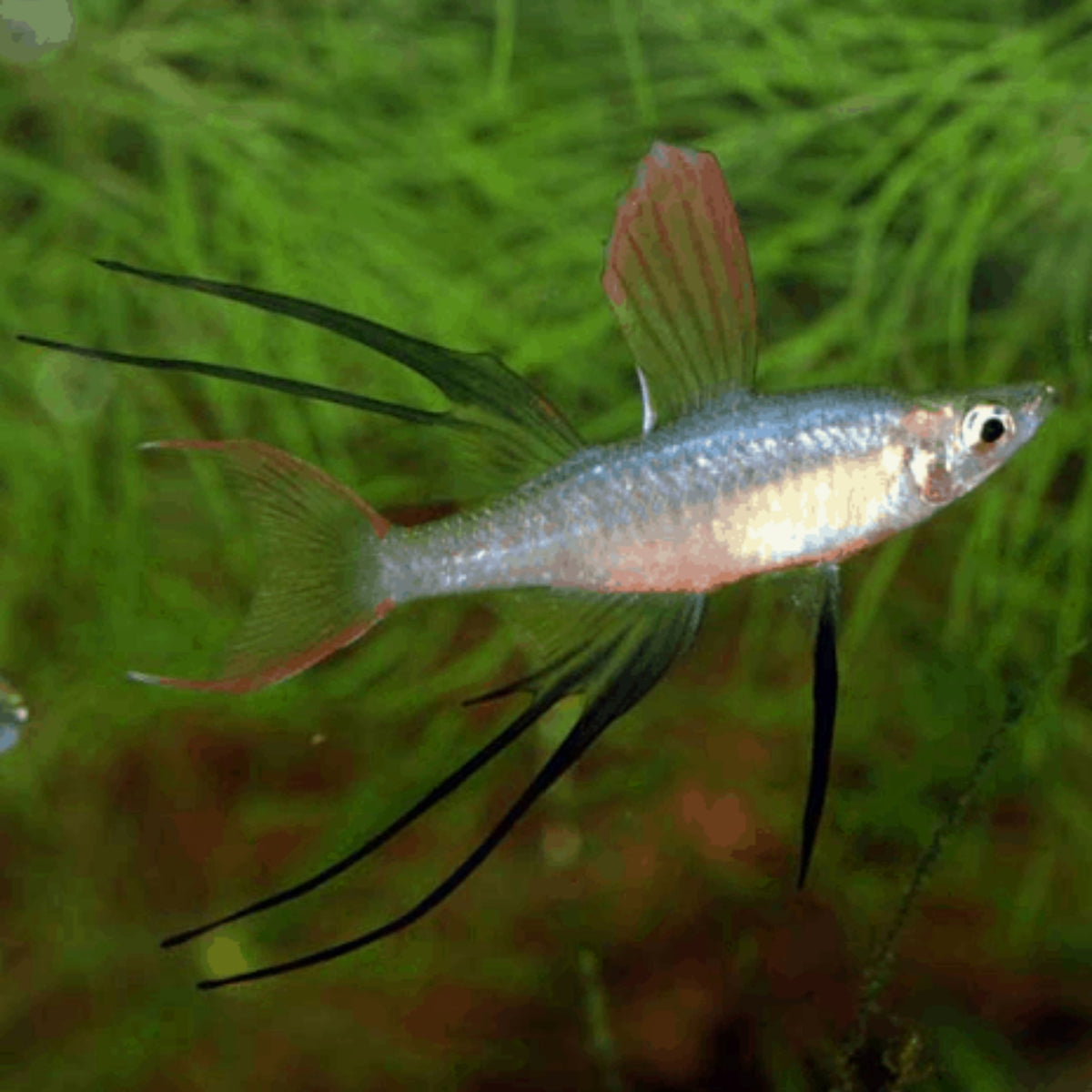 Threadfin Rainbowfish Iriatherina werneri Nano Tanks Australia