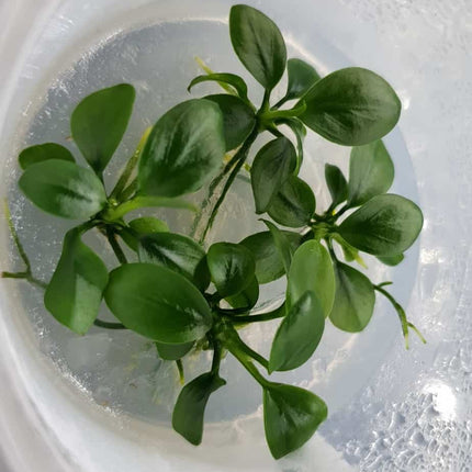 Tissue Culture Anubias Nana - Nano Tanks Australia Aquarium Shop