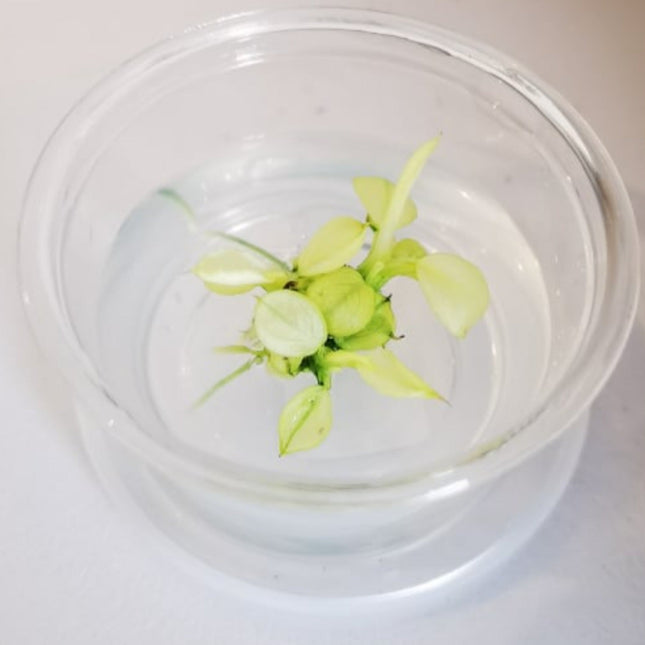 Tissue Culture - Anubias Pinto - Nano Tanks Australia Aquarium Shop