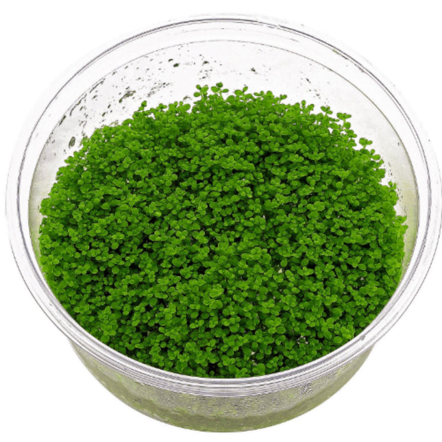 Tissue Culture - Hemianthus Callitrichoides 'Cuba' HC - Nano Tanks Australia Aquarium Shop