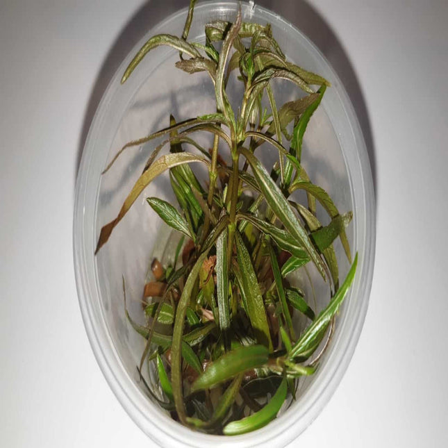 Tissue Culture - Hygrophila Angustifolia - Nano Tanks Australia Aquarium Shop