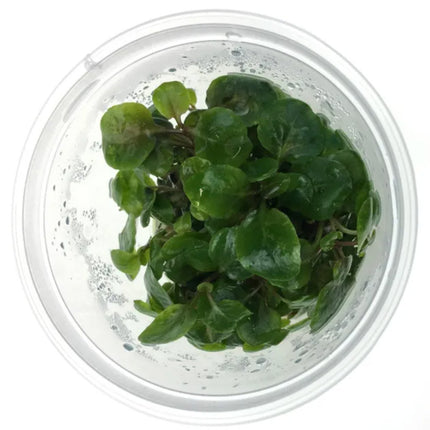 Tissue Culture - Lobelia Cardinalis - Nano Tanks Australia Aquarium Shop