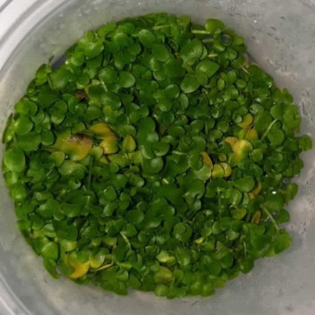 Tissue Culture - Micranthemum Umbrosum Monte Carlo - Nano Tanks Australia Aquarium Shop