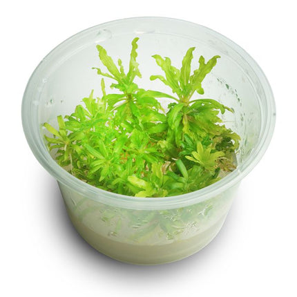 Tissue Culture - Pogostemon Helferi - Nano Tanks Australia Aquarium Shop