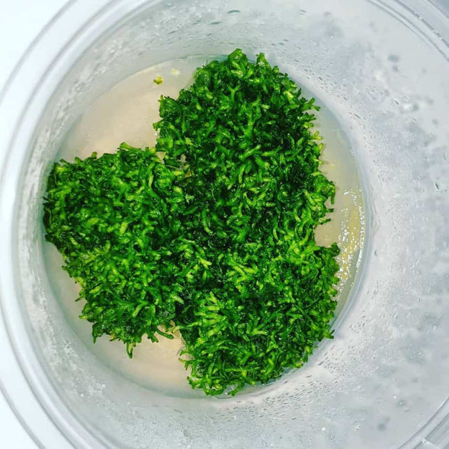 Tissue Culture - Riccia fluitans - Nano Tanks Australia Aquarium Shop