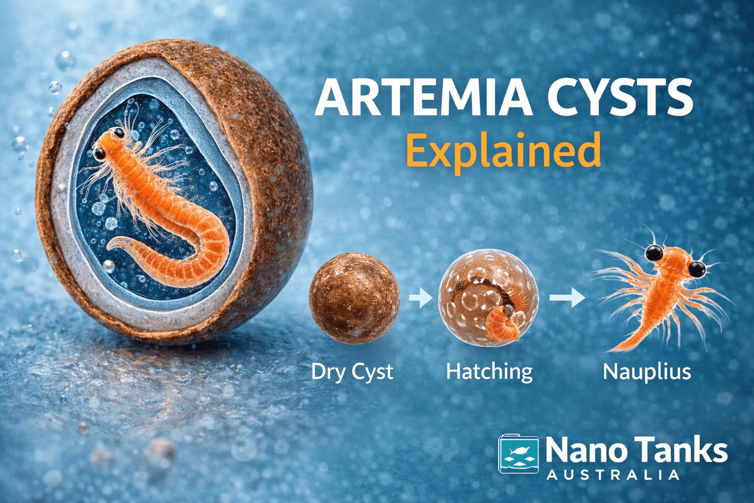 Artemia Cysts Explained: Structure, Dormancy, and Survival Mechanisms - Nano Tanks Australia