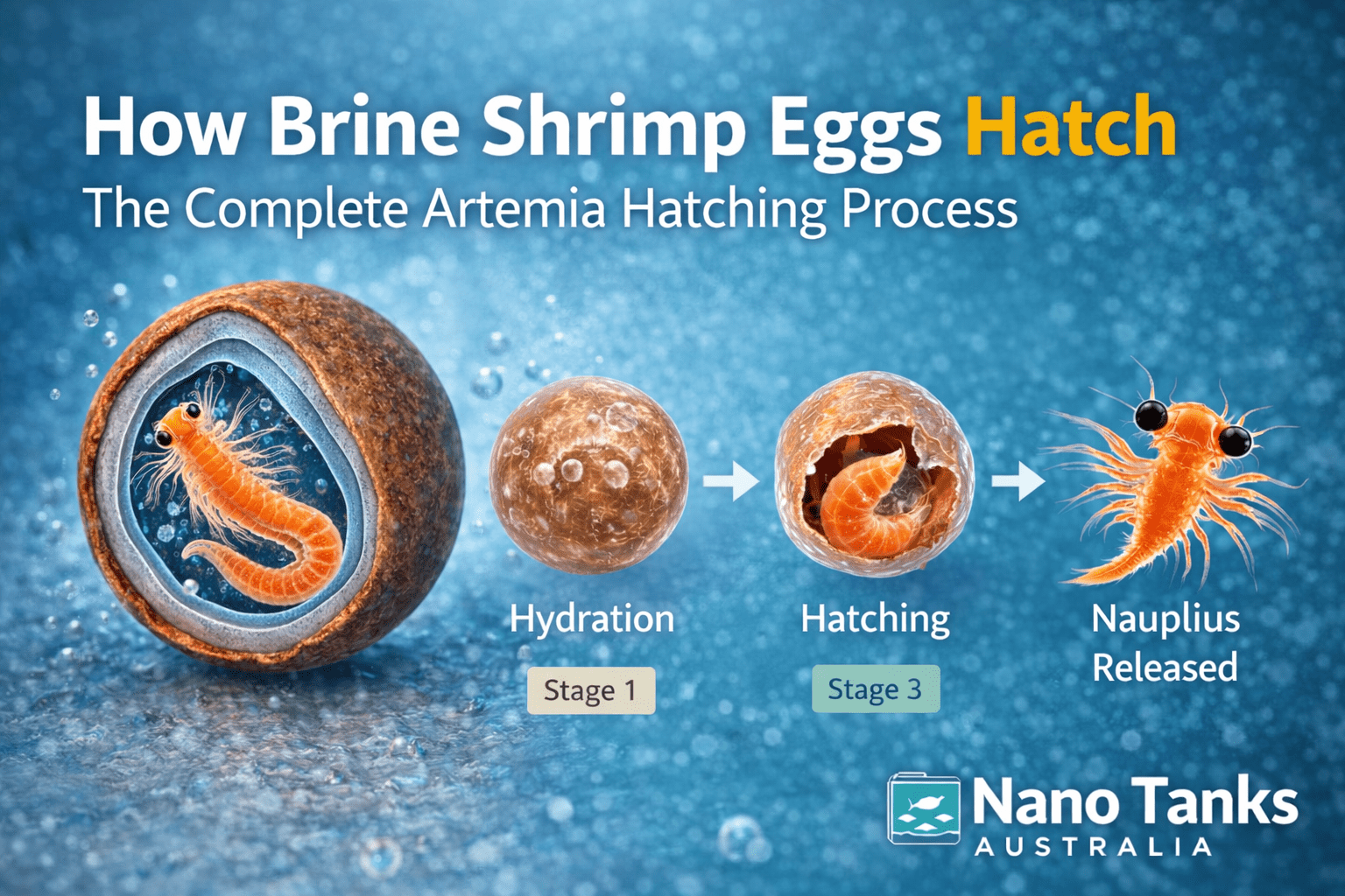 How Brine Shrimp Eggs Hatch: The Complete Artemia Hatching Process - Nano Tanks Australia