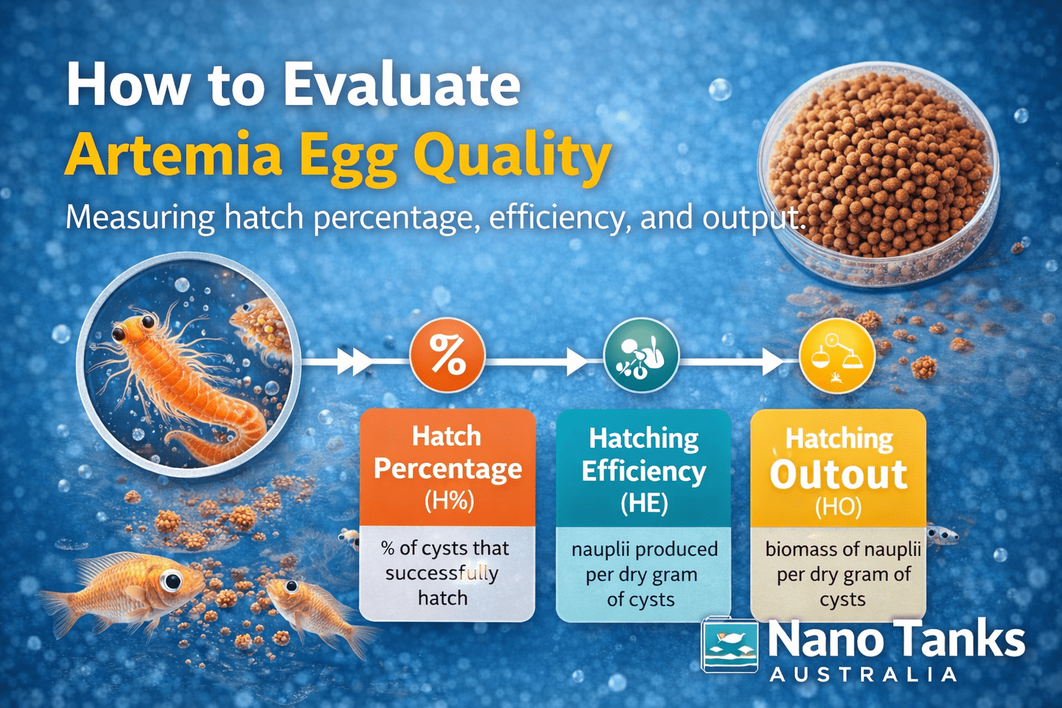 How to Evaluate Artemia Egg Quality: Hatch Rates, Efficiency, and Output - Nano Tanks Australia