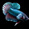 Our Betta Tanks - Nano Tanks Australia Aquarium Shop