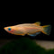 Medakas - Nano Tanks Australia Aquarium Shop