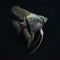 Angelfish - Nano Tanks Australia Aquarium Shop