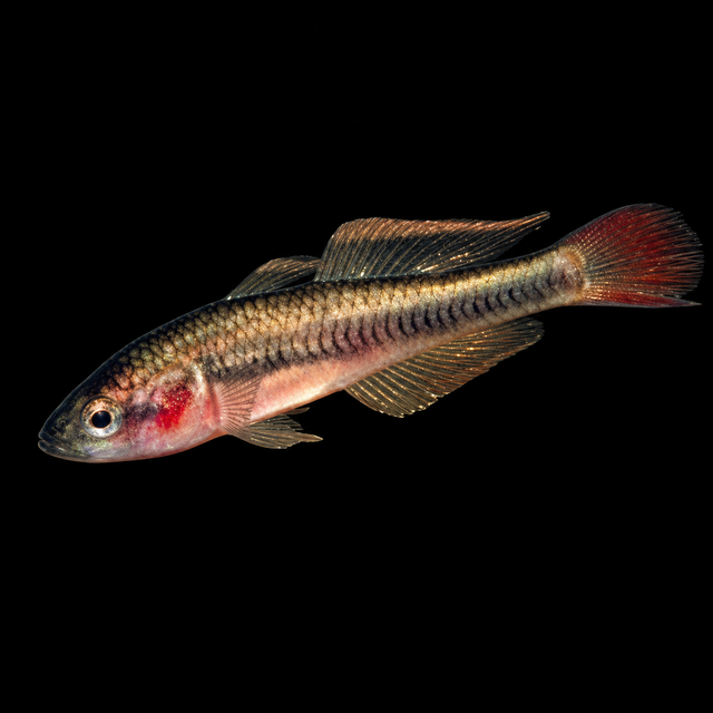 Aussie Native Fish (Other)