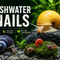Freshwater Snails