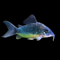 Corydoras - Nano Tanks Australia Aquarium Shop