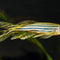 Danios - Nano Tanks Australia Aquarium Shop