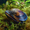 Mussels - Nano Tanks Australia Aquarium Shop