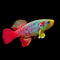 Killifish (Aphyosemion, Panchax, Northos) - Nano Tanks Australia Aquarium Shop