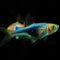 Rasboras - Nano Tanks Australia Aquarium Shop