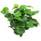 Aquatic Plant Explosion - Nano Tanks Australia Aquarium Shop