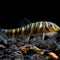 Loaches - Nano Tanks Australia Aquarium Shop