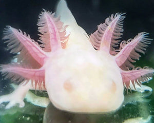 An Axolotls Home - Nano Tanks Australia Aquarium Shop