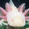 An Axolotls Home - Nano Tanks Australia Aquarium Shop