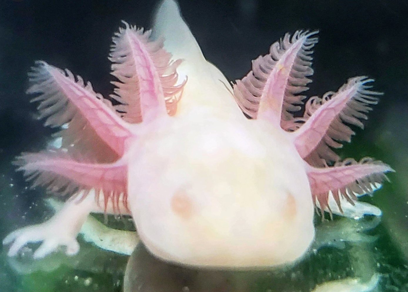 An Axolotls Home - Nano Tanks Australia Aquarium Shop