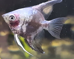 Angelfish - Nano Tanks Australia Aquarium Shop