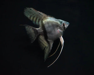 Angelfish - Nano Tanks Australia