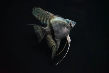 Angelfish - Nano Tanks Australia
