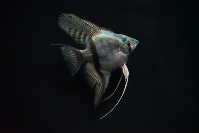 Angelfish - Nano Tanks Australia